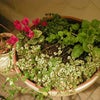 * 冬の寄せ植え✿の画像