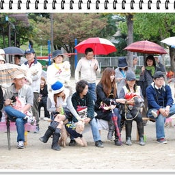 画像 【わんわん運動会ｉｎ２００８！！】Part3♪ の記事より 15つ目