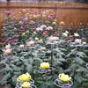 老老介護と菊の花の画像