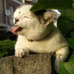 オブラートの画像