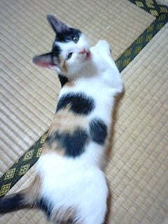 さくらぐみだいすきの記事画像