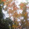 腕枕が恋しい。の画像