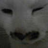 かわえ～の画像