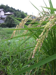 美容室応援インストラクター　グッチ