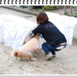 画像 【わんわん運動会ｉｎ２００８！！】Part3♪ の記事より 51つ目