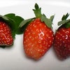 初イチゴの画像