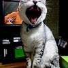 ゆらの日の画像