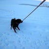 リリーと湖畔へお散歩♪の画像