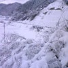 雪ゆきユキの画像
