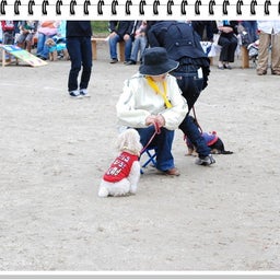 画像 【わんわん運動会！！ｉｎ２００８】Part２♪ の記事より 72つ目