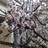 春が来た？！の画像