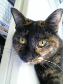 机のうえにねこ