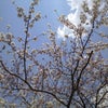桜の画像