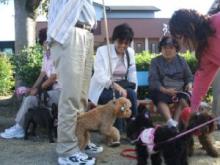 借り犬競争