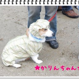 画像 【わんわん運動会！！ｉｎ２００８】part１♪ の記事より 30つ目