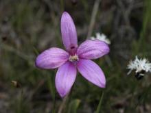 pinkorchid2