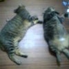 暑いので☆の画像