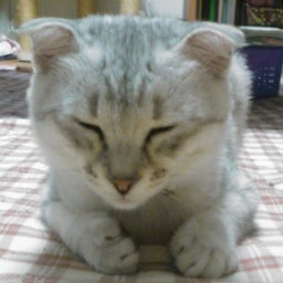 わつみと愉快な仲間たち