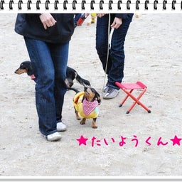画像 【わんわん運動会！！ｉｎ２００８】part１♪ の記事より 15つ目