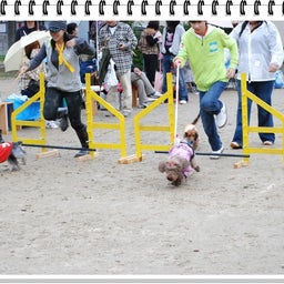 画像 【わんわん運動会ｉｎ２００８！！】Part3♪ の記事より 41つ目