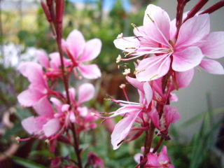 ガウラ 白蝶草 ４種類 赤いオダマキ ミューミィーのお庭