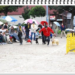 画像 【わんわん運動会！！ｉｎ２００８】Part２♪ の記事より 34つ目