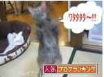 クレイアートでつくる猫　nekonoのブログ