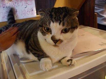 RIEのBLOG-ビスケ