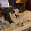 ネコカフェ☆の画像