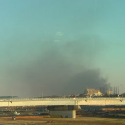 ハチと蓮華-20090115072457.jpg