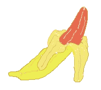 Yamaoku Banana