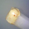 大根好きですか？②の画像