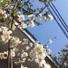 もう春？！の画像