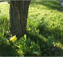 daffodil3