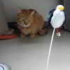 戦。の画像