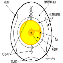 卵