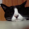 今年の初うにゃ〜の画像
