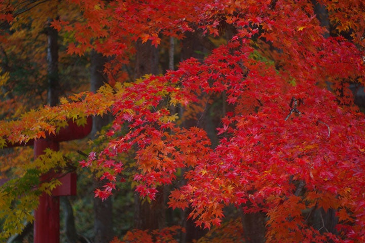紅葉2