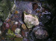 カメ