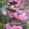 春の庭の画像