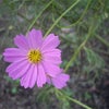 実家の庭の花編の画像