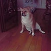 ブログネタ♪の画像