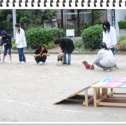 画像 【わんわん運動会！！ｉｎ２００８】Part２♪ の記事より 23つ目