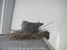 hato