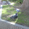 公園の鳩が近くに来ましたの画像