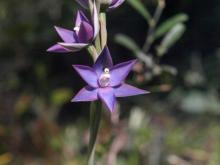 sunorchid