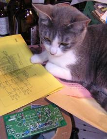 ねこ１６