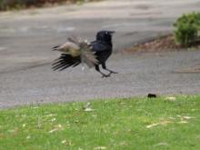 bird4