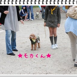 画像 【わんわん運動会！！ｉｎ２００８】part１♪ の記事より 22つ目