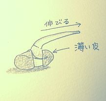 きょろきょろ